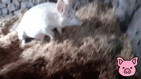 Pigs GIF