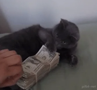 Cat Money GIF