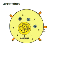 Apoptosis GIFs - Find & Share on GIPHY