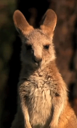 kangaroo listens GIF