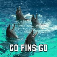 Miami Dolphins Sport GIF by Sealed With A GIF
