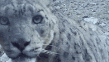 I Love You Kiss GIF by Snow Leopard Conservancy