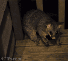 rats GIF