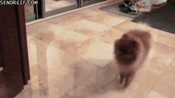 Animals Fail animated GIF