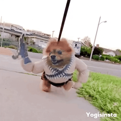 Dog Trainer GIF