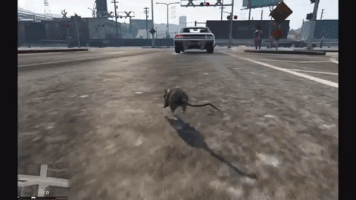 bernardocortez gta rat mod GIF