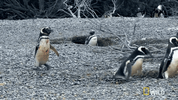 national geographic penguin GIF by Nat Geo Wild