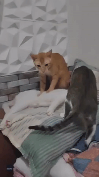 Rescue Cat Has Purr-fect Bedtime Routine for Fellow Felines