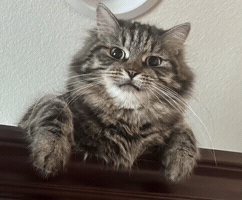 Stare Staring GIF