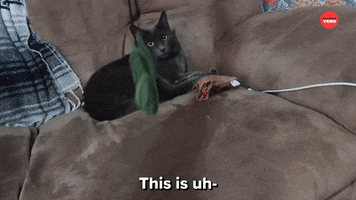 Going Well Cat Toy GIF by BuzzFeed