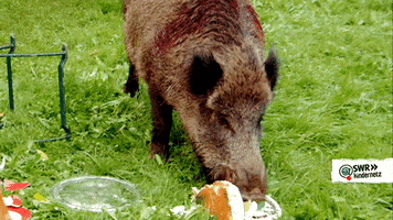 Tiere Bis Unters Dach Eating GIF by SWR Kindernetz