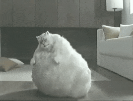 Video gif. A cartoonishly enormous fat cat stands up by its belly and wiggles around like it's dancing. The cat stares at us with a weirdly blank expression on his face. 