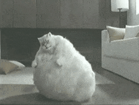 Ball-fat-sweet-animal GIFs - Get the best GIF on GIPHY