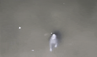Swim Swimming GIF by GIPHY News