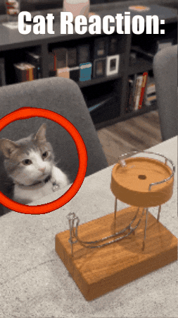 Cat Reaction GIF