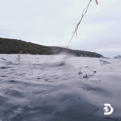 Travel Ocean GIF by Shark Week