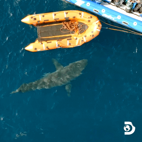 Explore Belly Of The Beast GIF by Shark Week