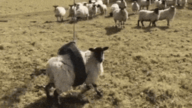 Horsing Around Shaun The Sheep GIF by MOODMAN - Find & Share on GIPHY