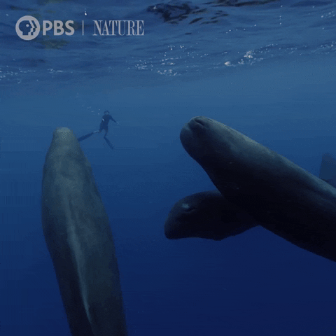 Sperm Whale Swimming GIF by Nature on PBS