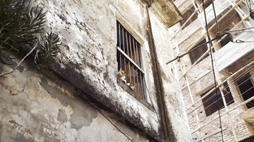 mostafiz cat window dhaka old dhaka GIF
