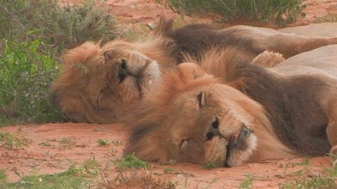 lions