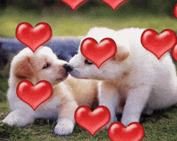 Dog Love GIF