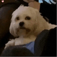 Puppy-hi GIFs - Get the best GIF on GIPHY