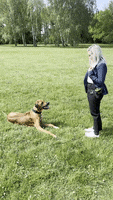 Dog Park GIF by #nikaachris