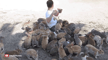 rabbit funny s GIF rabbit funny s GIF