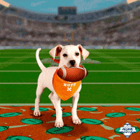 Dance Touch Down GIF by Puppy Bowl