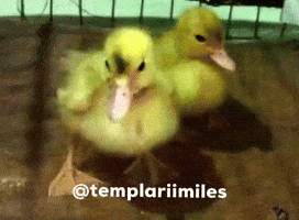 Templariimiles GIF