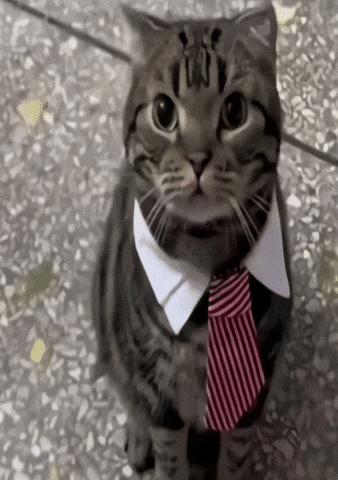 Cat GIF