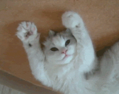 excited cat animated gif