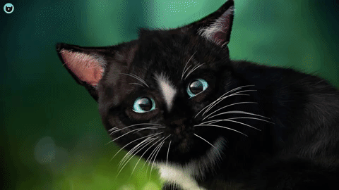 Cat Dance GIF - Cat Dance Sad - Discover & Share GIFs