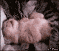 cat love GIF