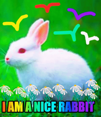 Rabbit GIF