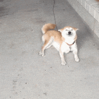 Dog Wagging Tail GIFs - Find & Share on GIPHY