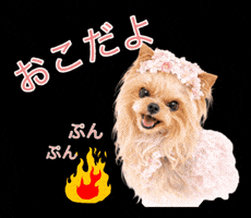 Angry Yorkshire Terrier GIF