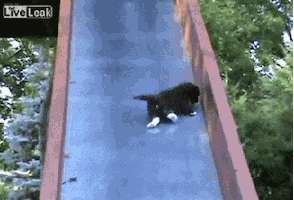 Going Down Cat GIF