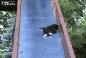 Giphy - Going Down Cat GIF
