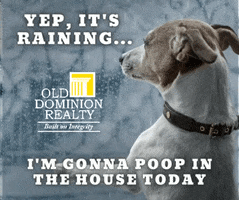 Ad gif. Dog is perched against a window and looks melancholily at the rainy weather outside. Text reads, "Yep, it's raining... I'm gonna poop in the house today," with an Old Dominion Reality logo plastered in the center.