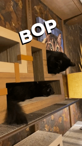 Hauspanther GIF