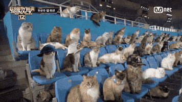 Show Me The Snack GIF