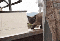 Cat Fail GIFs - Get the best GIF on GIPHY