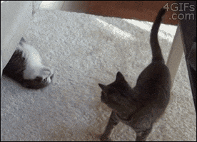 cat get over here GIF
