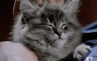 Cat GIF