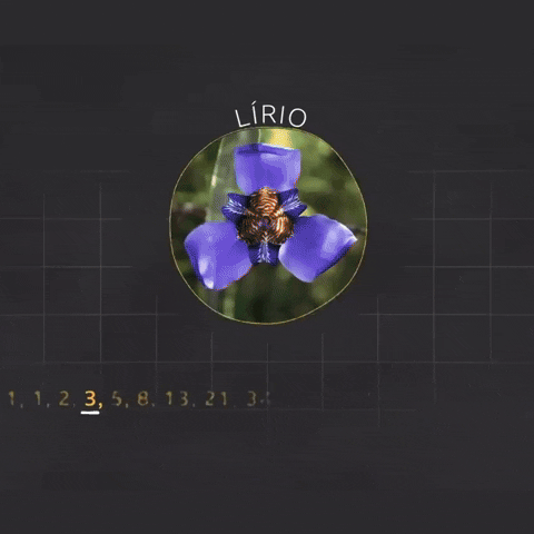 Fibonacci GIF