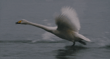 bewick's swan bird GIF by Head Like an Orange