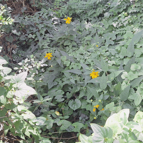 Blooming Time Lapse GIF by Trevor Anderson