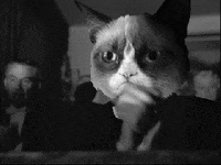 Grumpy Cat Lol GIF by Animation Domination High-Def - Find & Share on GIPHY